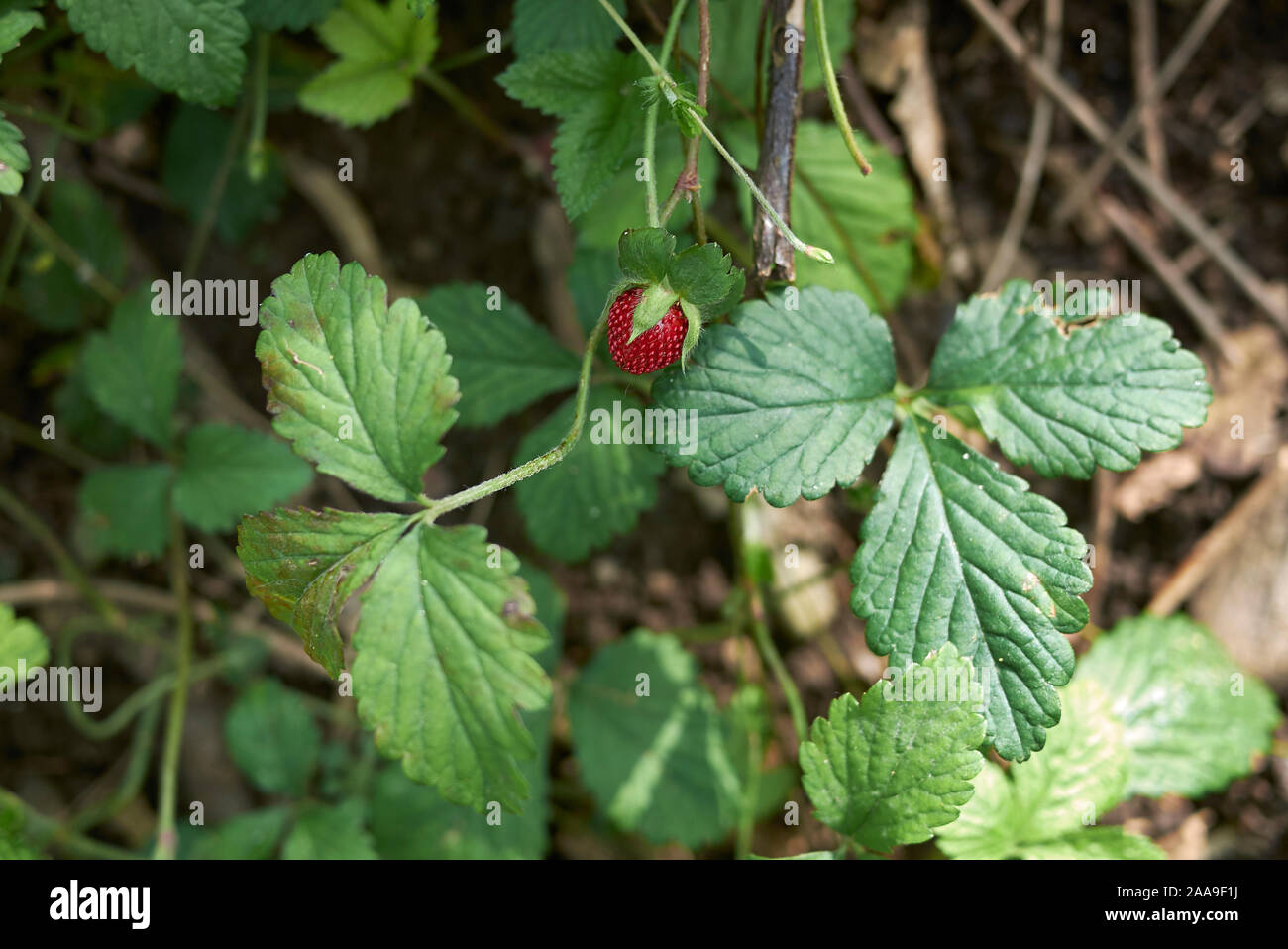 red fruit and yellow flowers of Duchesnea indica plants Stock Photo