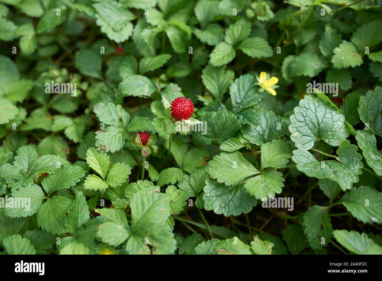 red fruit and yellow flowers of Duchesnea indica plants Stock Photo