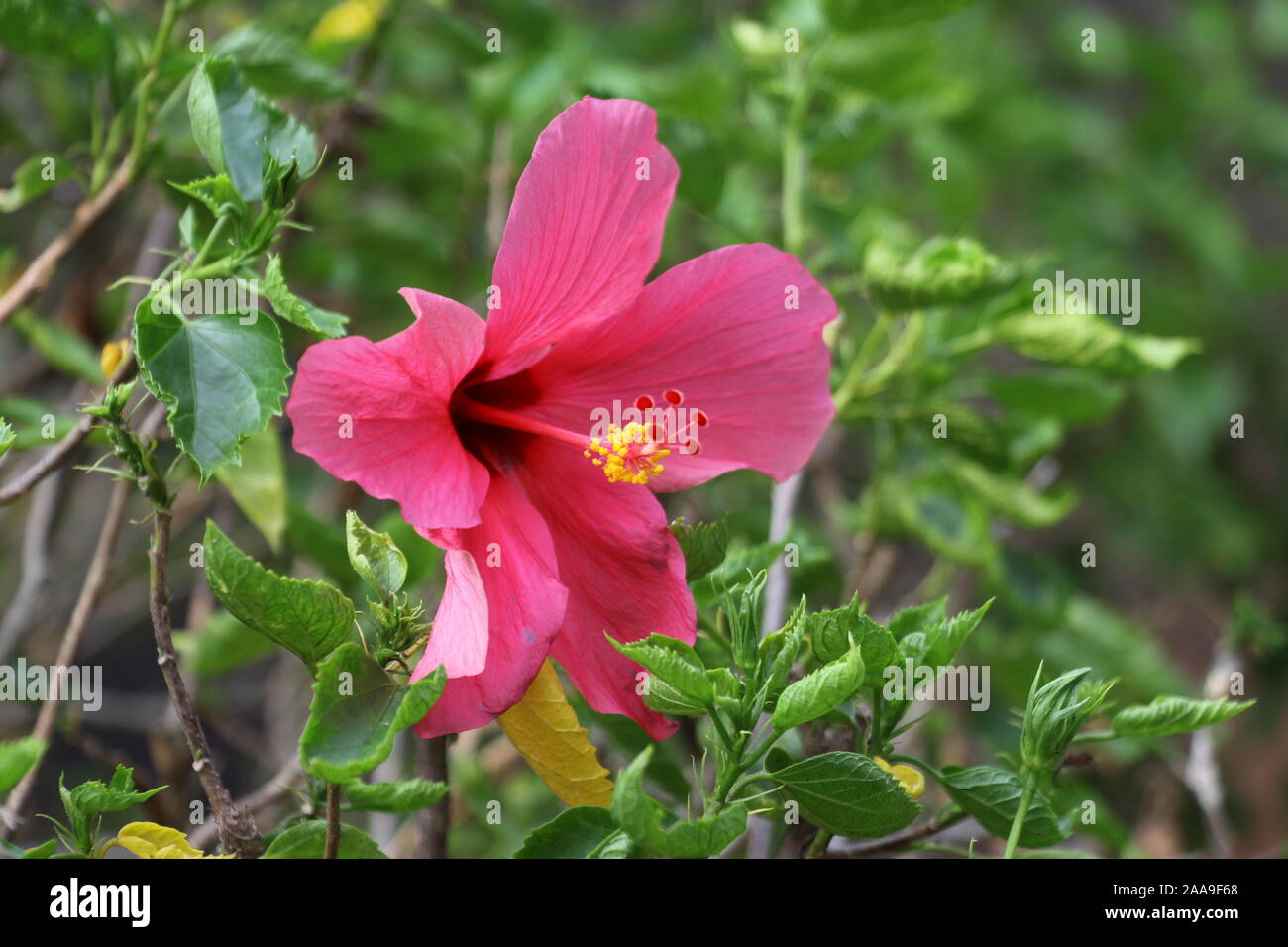 Pink hibiscus with yellow pollen in close-up Stock Photo