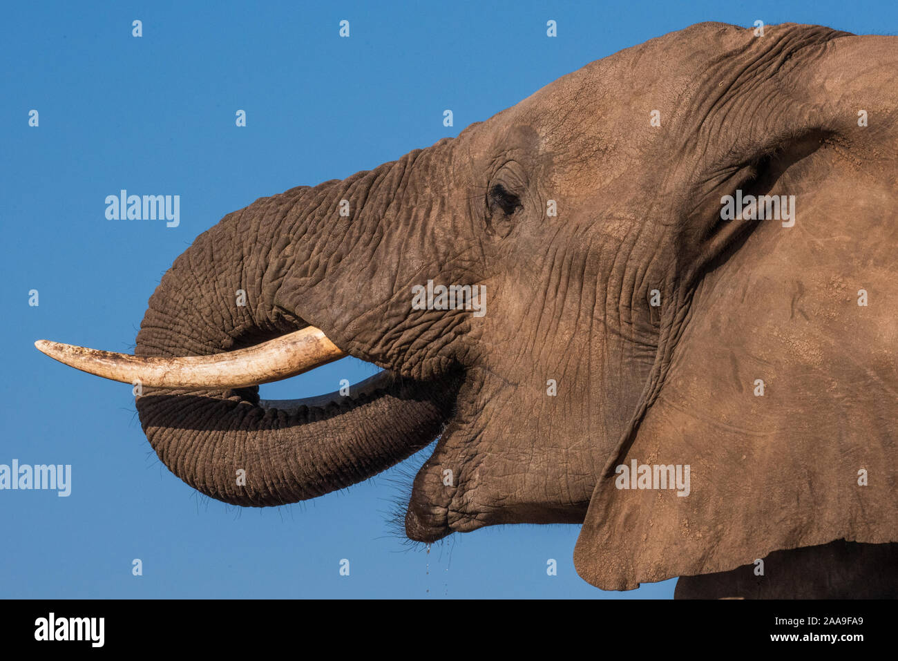 Elephant Drinking At Mashatu Game Reserve In Botswana Stock Photo Alamy