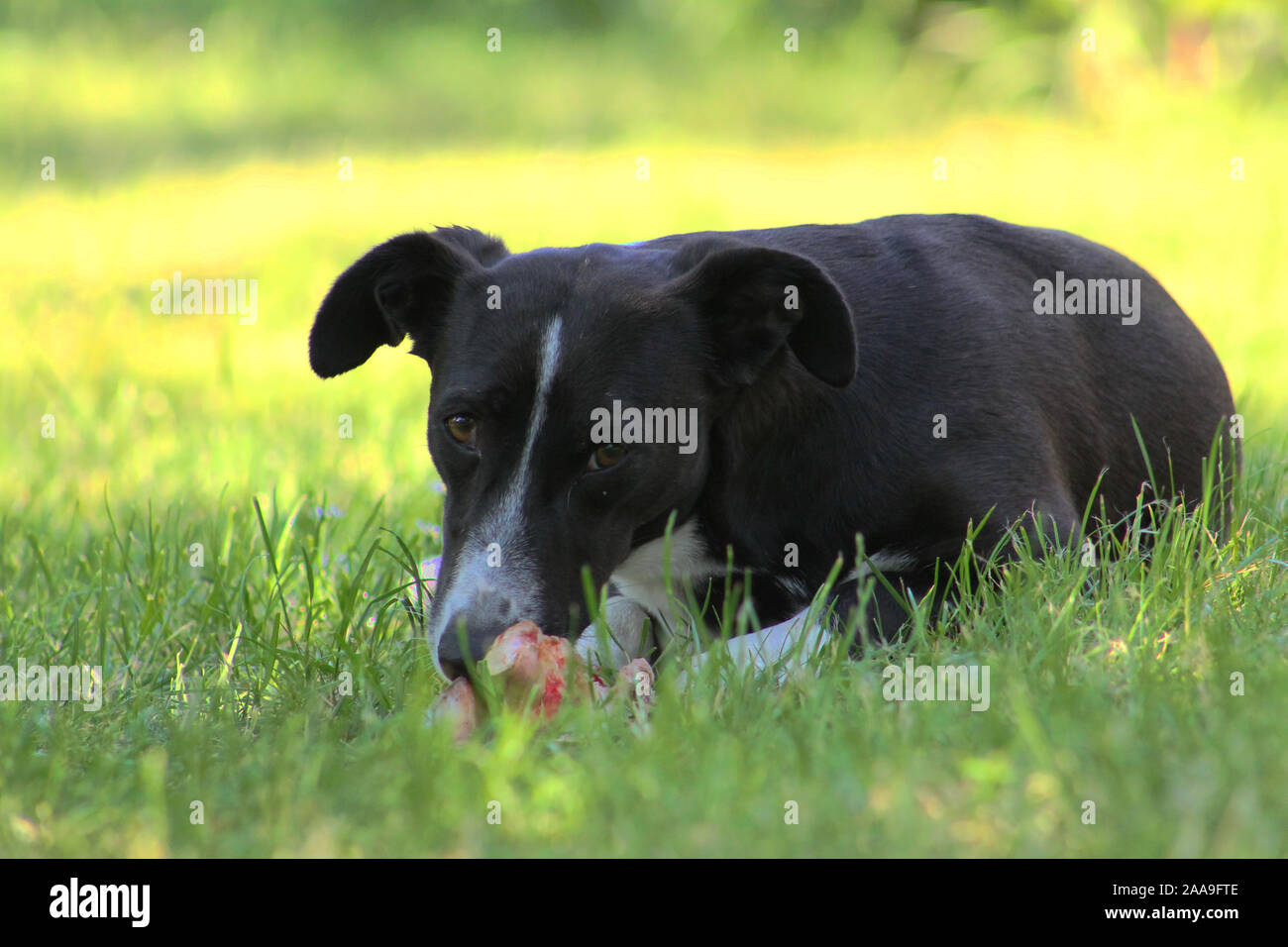 Small Dog Big Bone High Resolution Stock Photography and Images Alamy