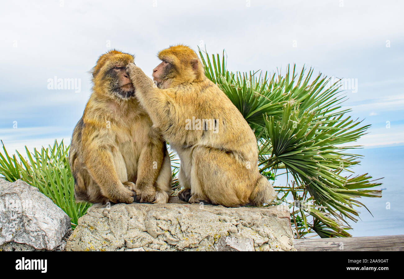 A close up of a pair of Gibraltar Barbary Apes the female closely grooming the male's face Stock Photo