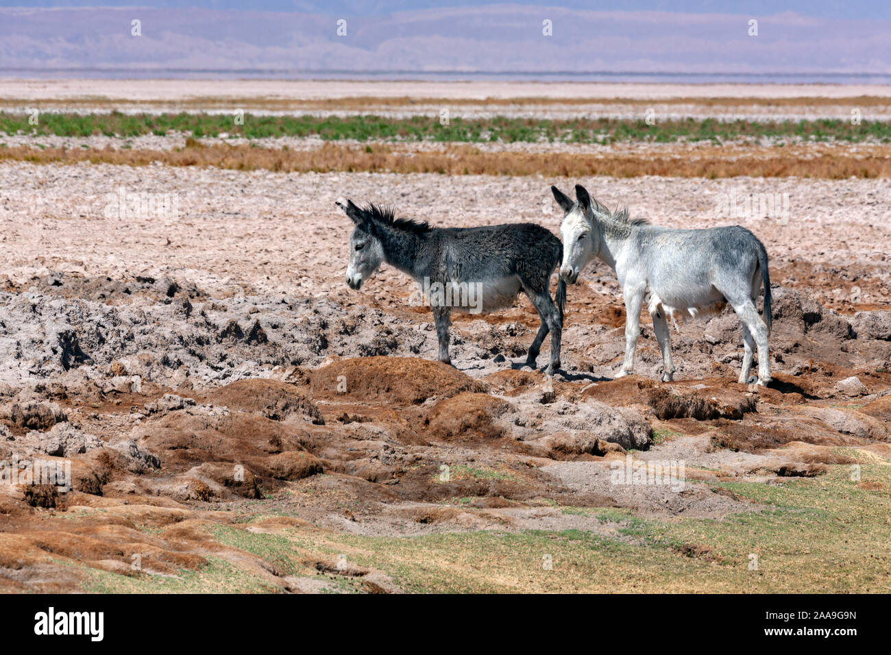 Fauna de chile hi-res stock photography and images - Alamy