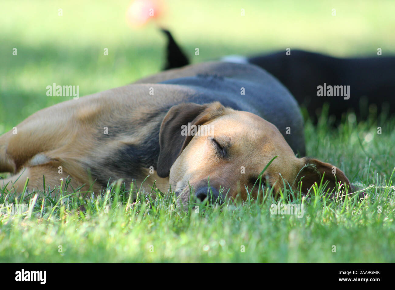 Dog Close Up Brown And Black Dog Stock Photo Alamy dog-close-up-brown-and-black-dog-stock-photo-alamy