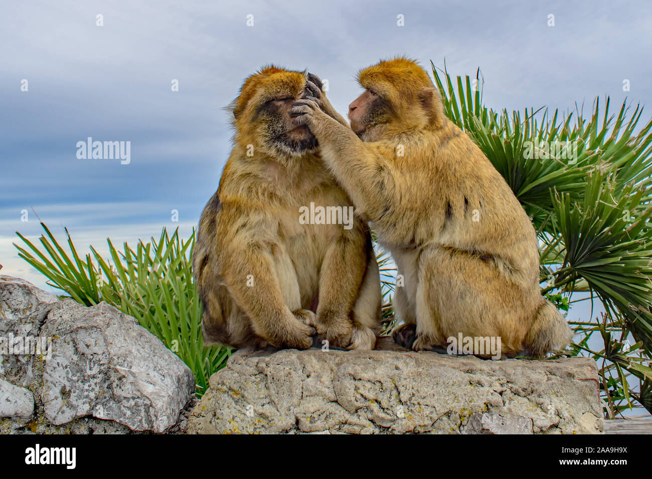 A female Barbary Ape in serious study grooming a male Gibraltar Barbary Ape's face Stock Photo