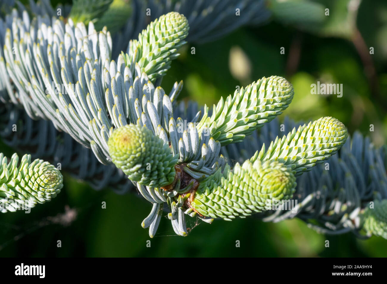 Detailed capture of new young shoots of Abies procera or Noble fir. Stock Photo