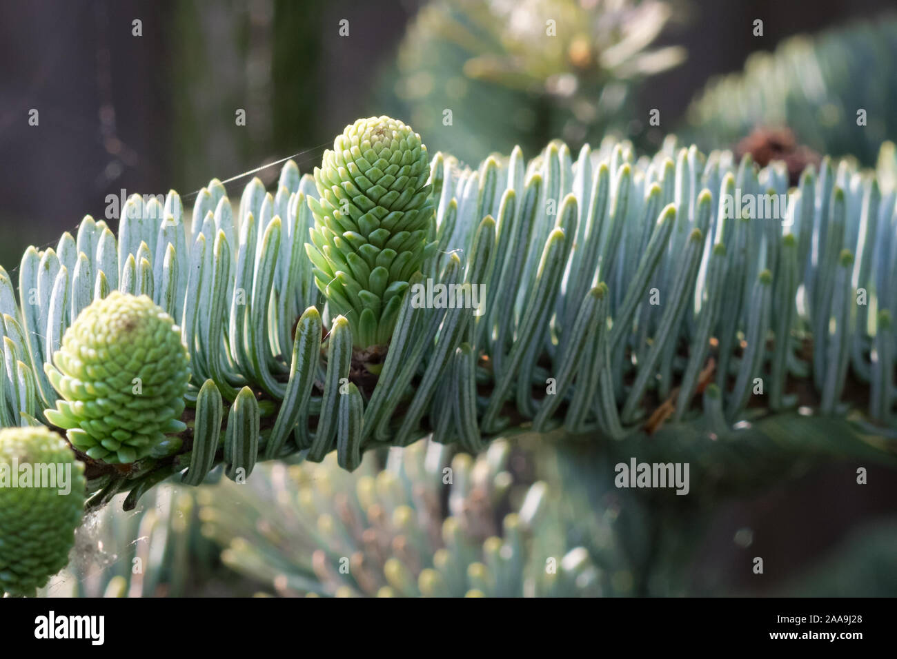 Details of young developing shoots of Noble fir (Abies procera glauca) in a backyard garden. Stock Photo