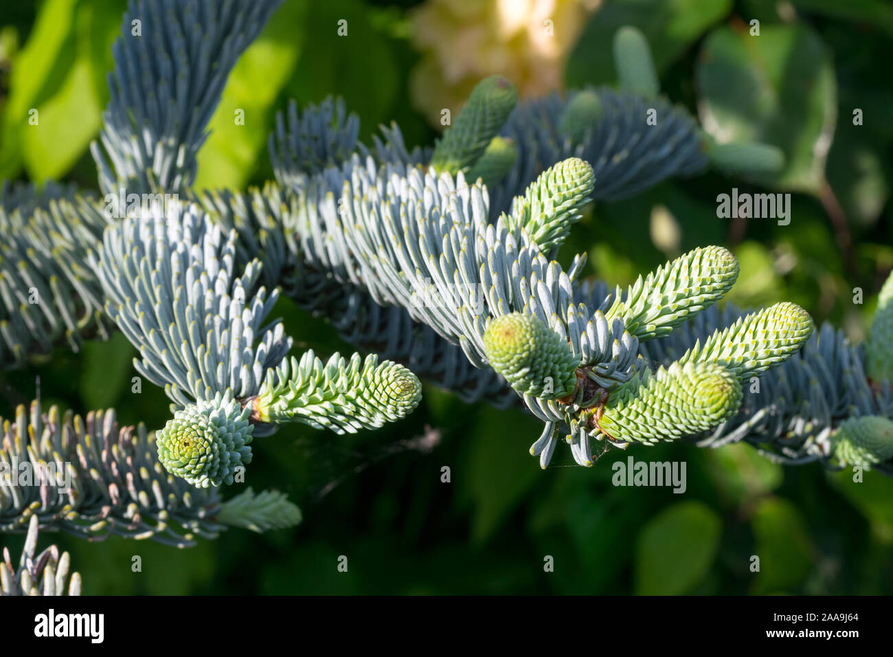 Fresh young shoots of Abies procera glauca (Noble fir) in spring. Beautiful soft blue needles. Stock Photo