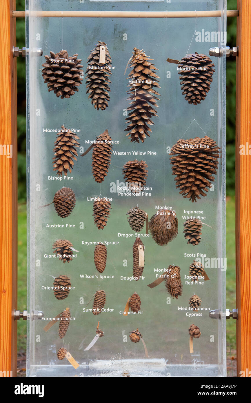 Pine and tree cones display at RHS Wisley Gardens, Surrey, UK Stock Photo