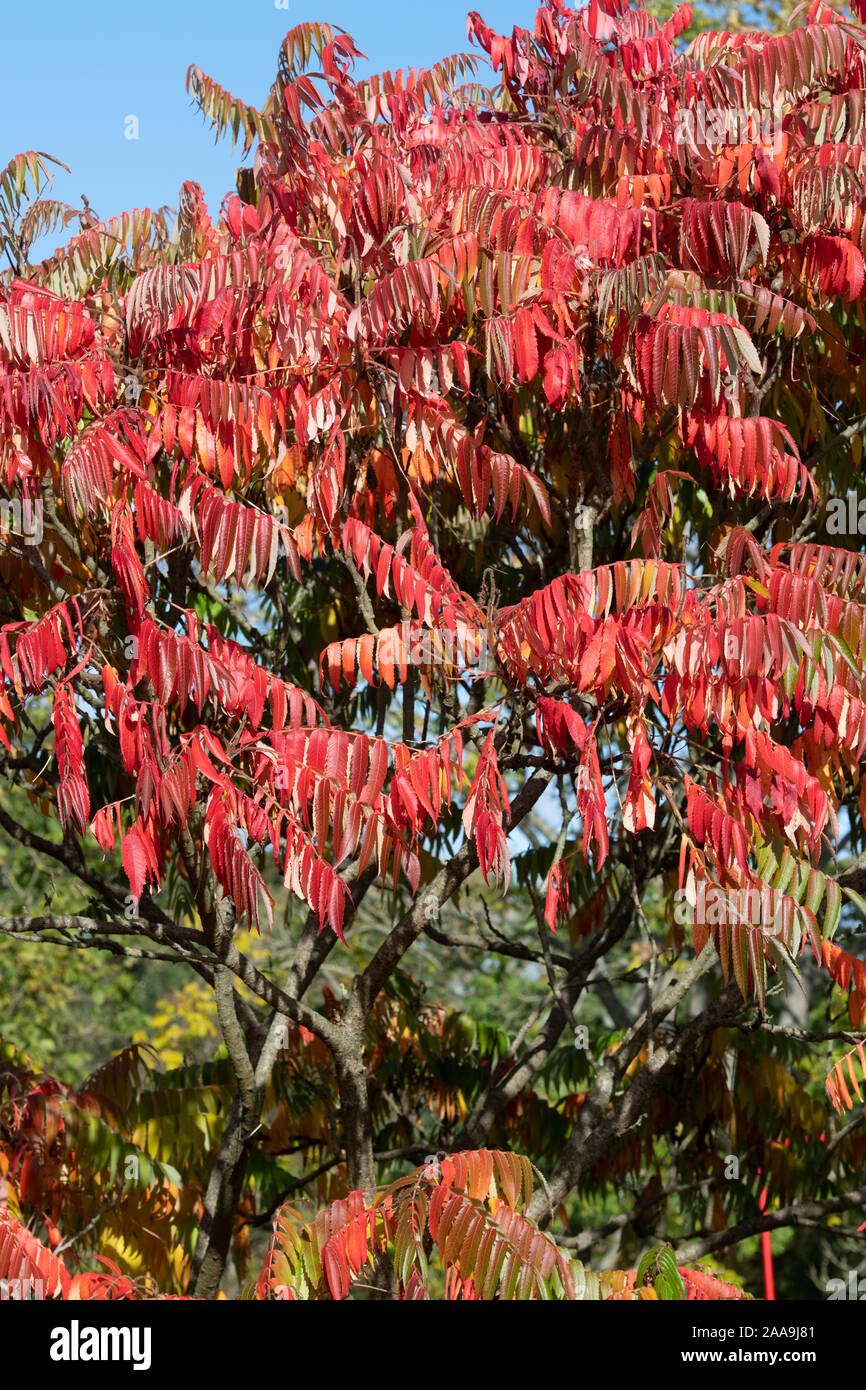 Rhus typhina Radiance 'Sinrus' . Staghorn sumac or Stag's horn sumach plant in autumn Stock Photo