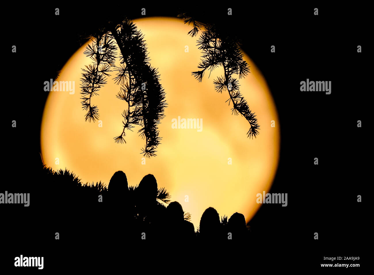 Silhouette of the cones and needles of a cedar tree (Cedrus deodara) against the ful moon on a clear summer night Stock Photo