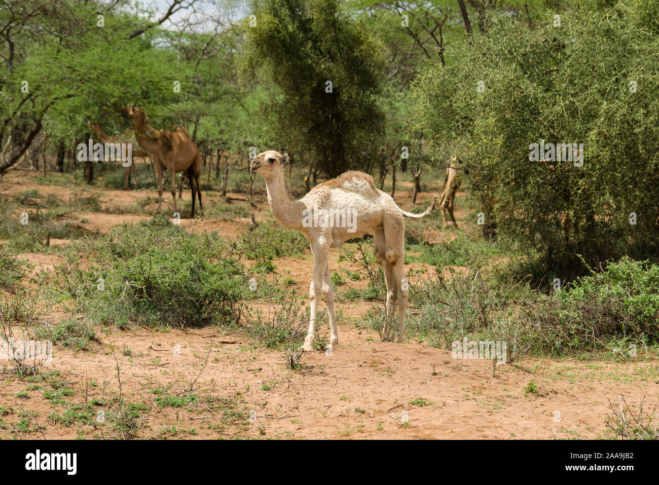 A juvenile camel (Camelus dromedarius) standing by trees, Kajiado County, Kenya Stock Photo