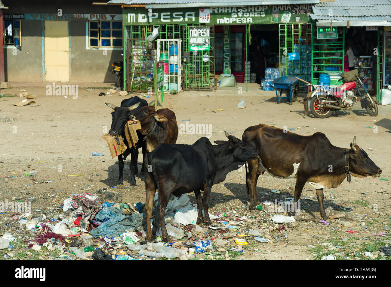 Boran cows eating discarded rubbish left outside small shops, Kenya, East Africa Stock Photo