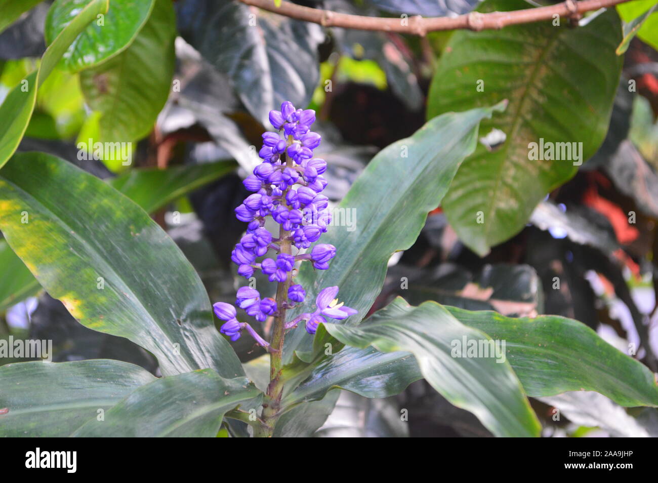 Dichorisandra thyrsiflora, Blue Ginger, Manoa Valley, Oahu Stock Photo