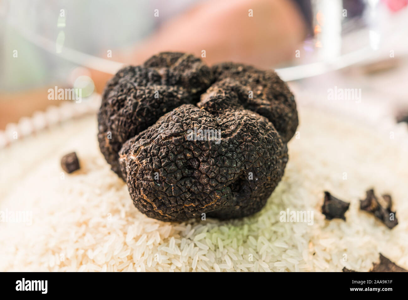 Organic large black truffle on display at a street food market fair festival. Stock Photo