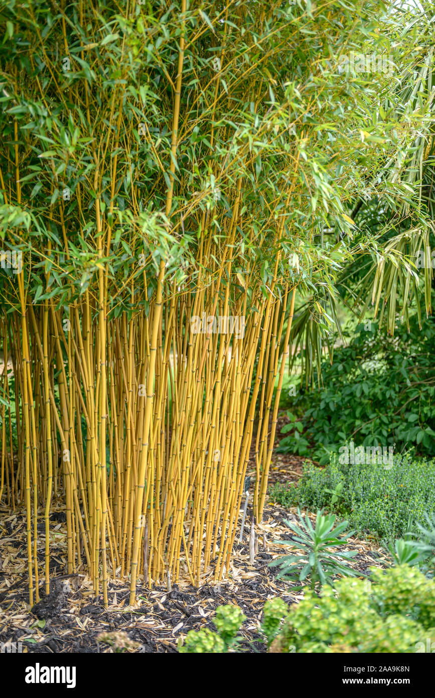 Vivax-Flachrohrbambus (Phyllostachys vivax 'Aureocaulis' Stock Photo - Alamy