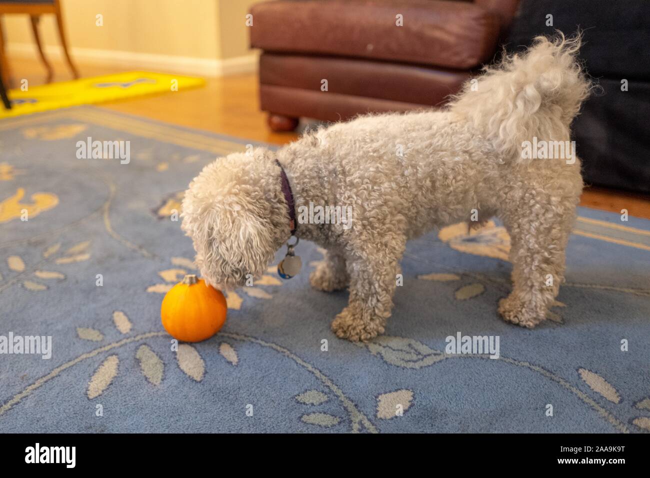 Close-up of a cute Bichon Frise dog sniffing a pumpkin, suggesting Thanksgiving or Autumn, on a carpet in a domestic room, November 9, 2019. () Stock Photo