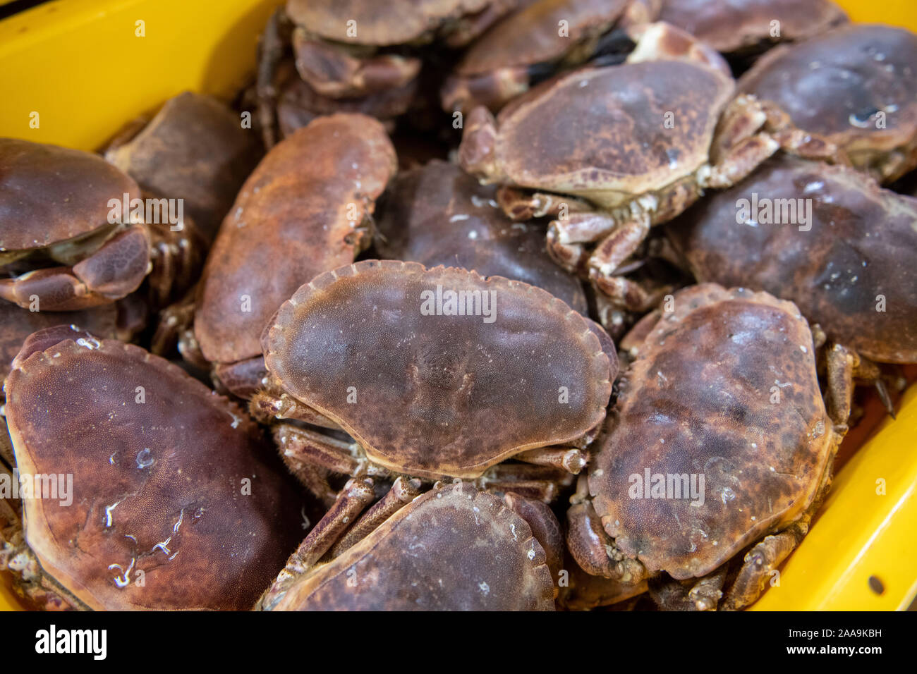 Edible crabs in fish boxes ready for transport to the open market in a ...