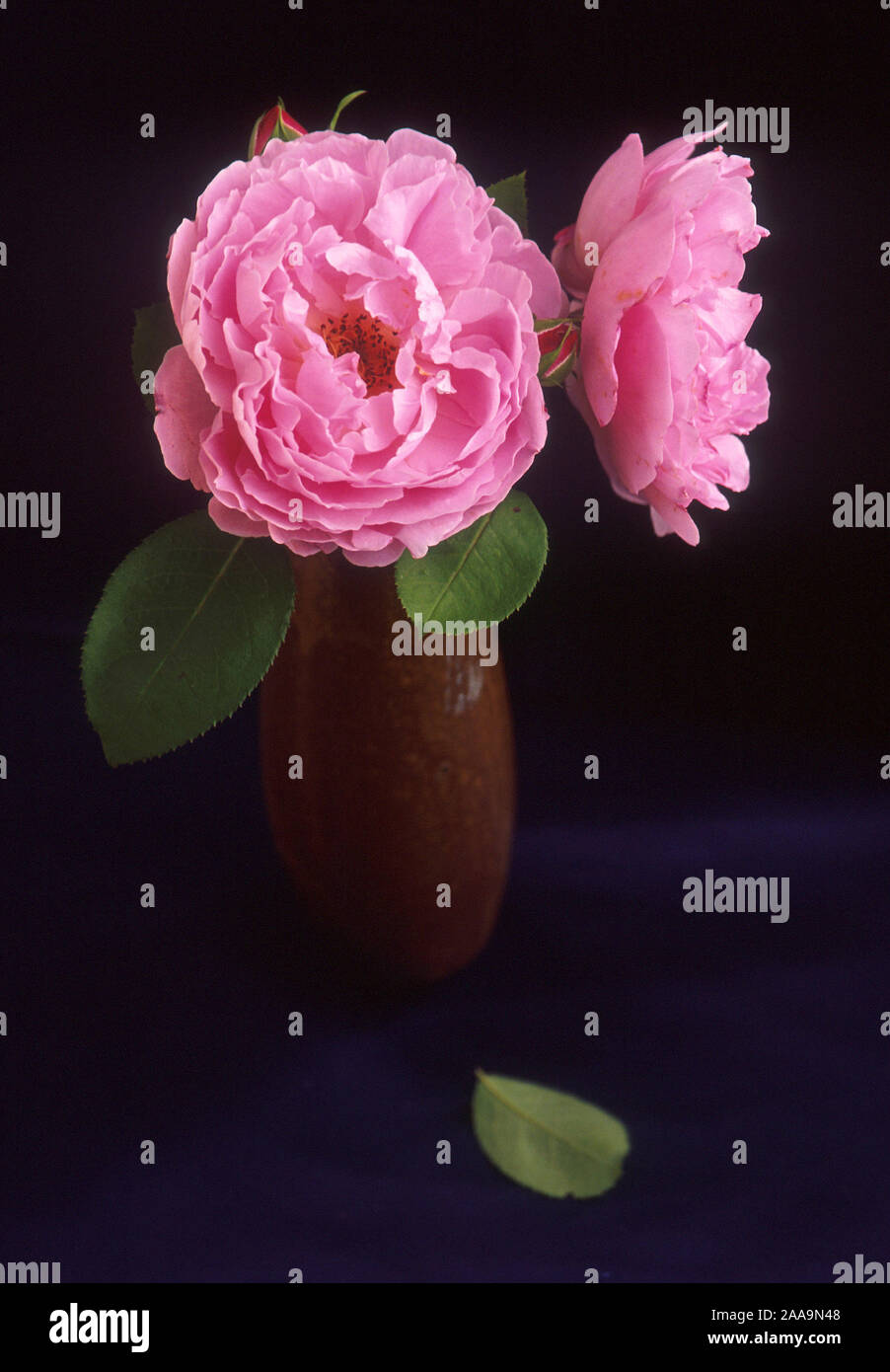 The Sarah van Fleet rose, developed by geneticist Walter van Fleet specifically for American gardens. Stock Photo