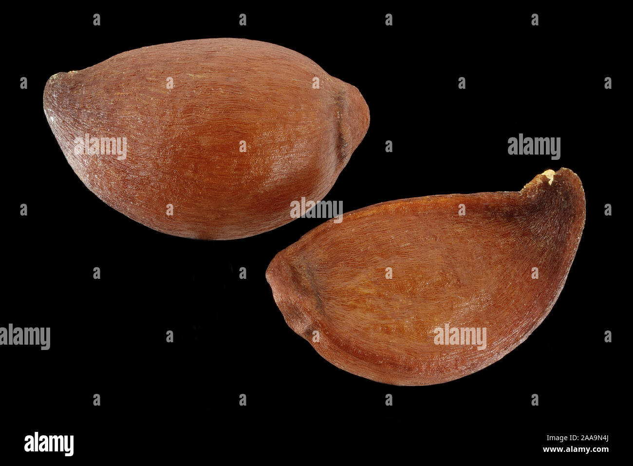 Sorbus mougeotii, Vosges whitebeam, Berg-Mehlbeere, seeds, close up, seed size 5-6 mm Stock Photo