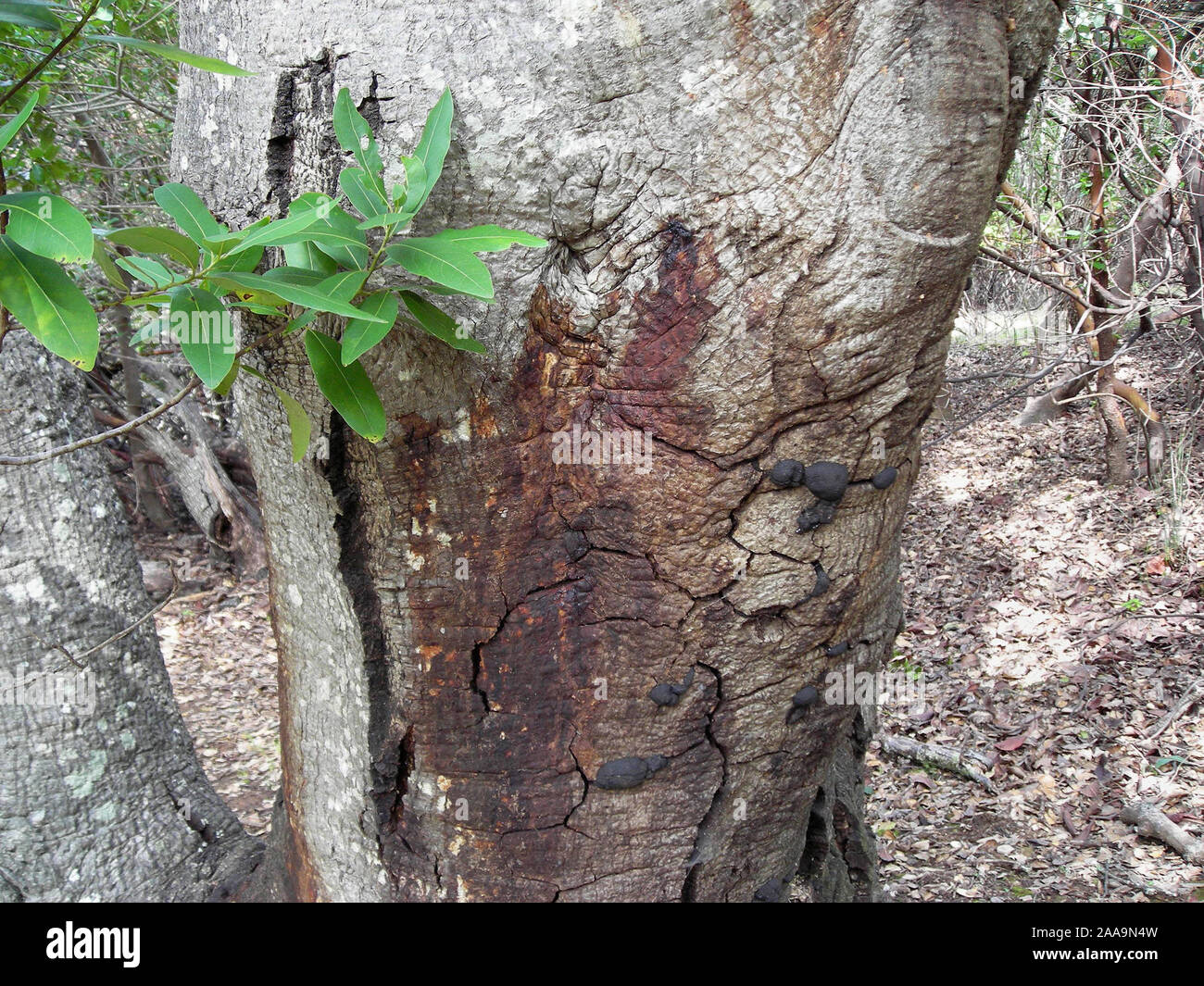 Discoloration on an oak tree trunk caused by Phytophthora ramorum. Stock Photo