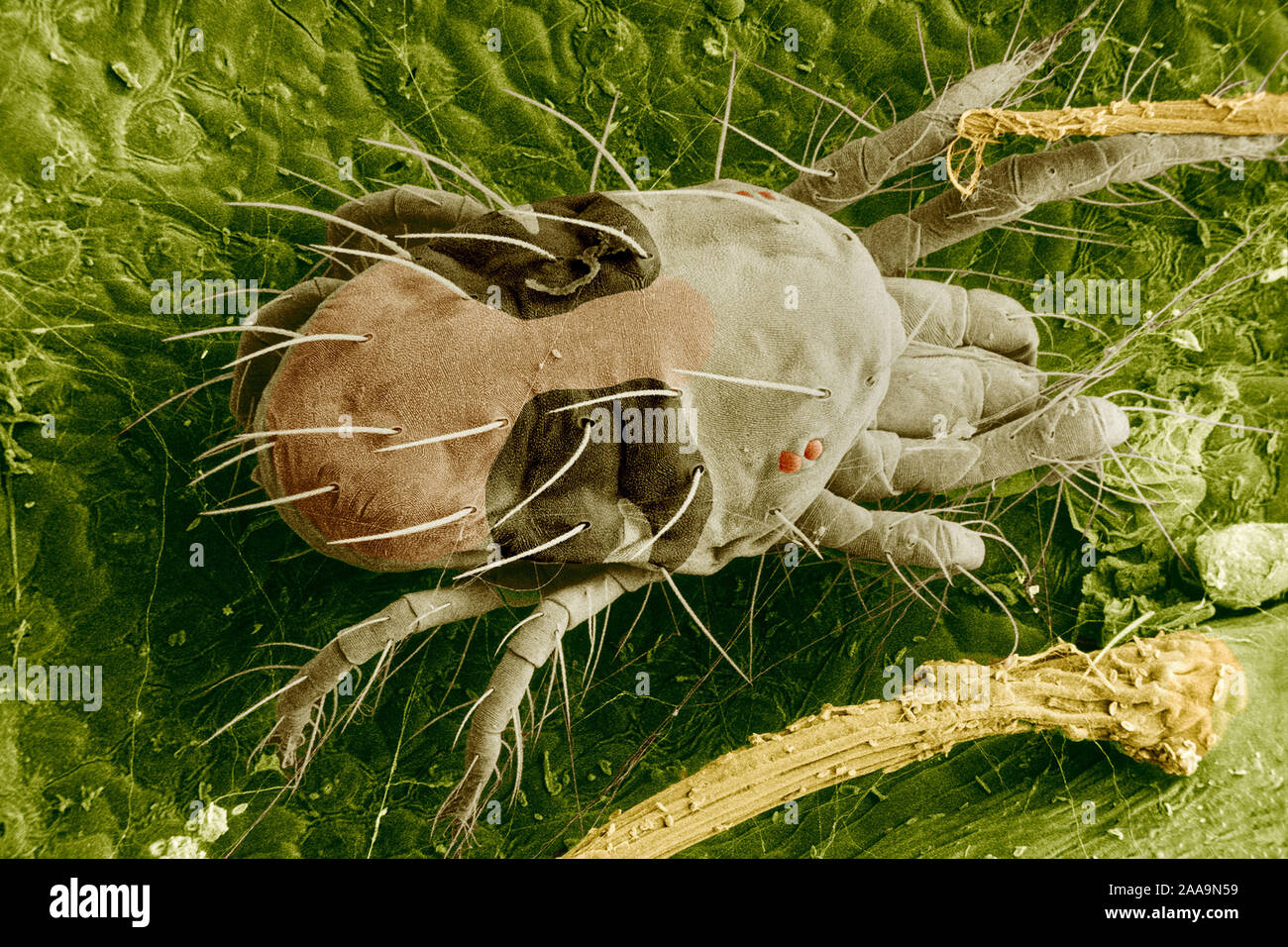 The two-spotted spider mite, Tetranychus urticae, is one of the most common mite species of agricultural importance. If you see fine spider webs on your house plants, you probably have spider mites. Stock Photo