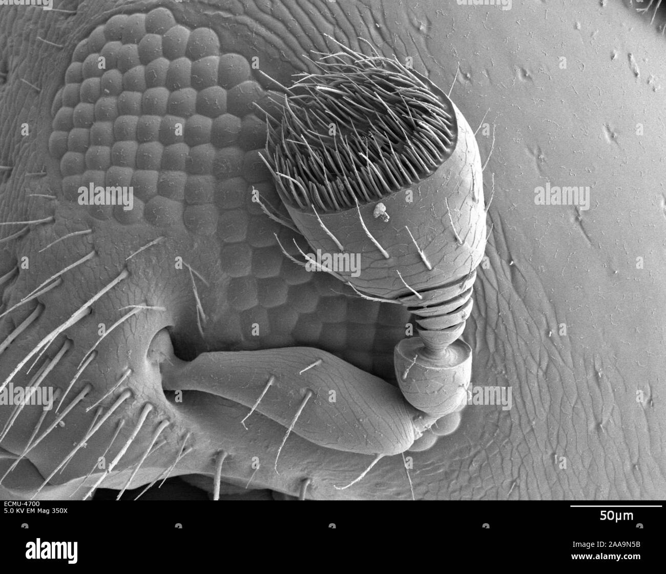 A scanning electron microscope image of a redbay ambrosia beetle antenna. Stock Photo
