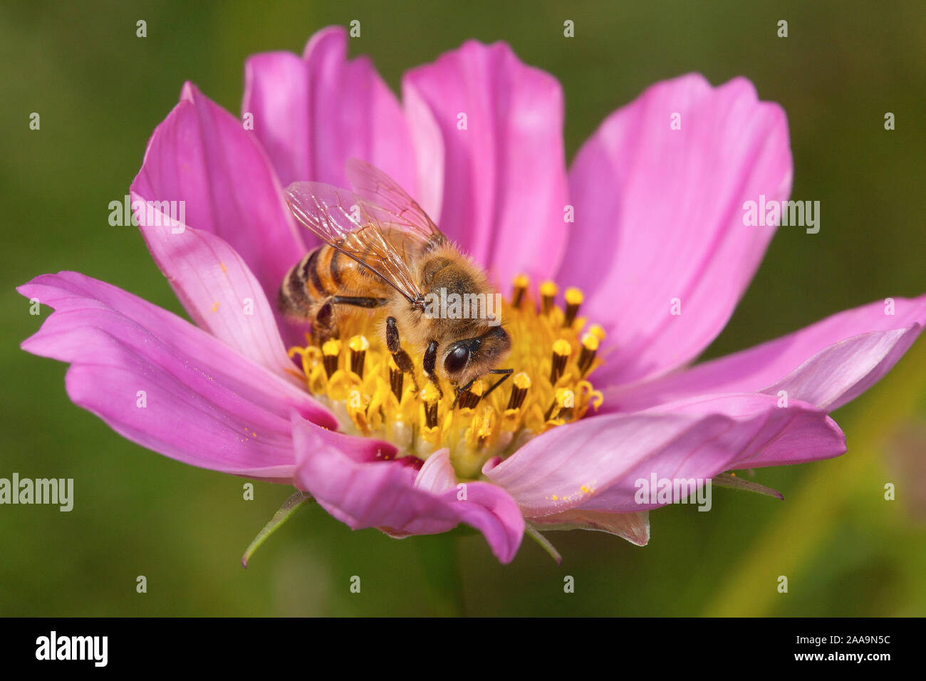 Honey bee feeding on a pink Cosmos bipinnatus flower Stock Photo