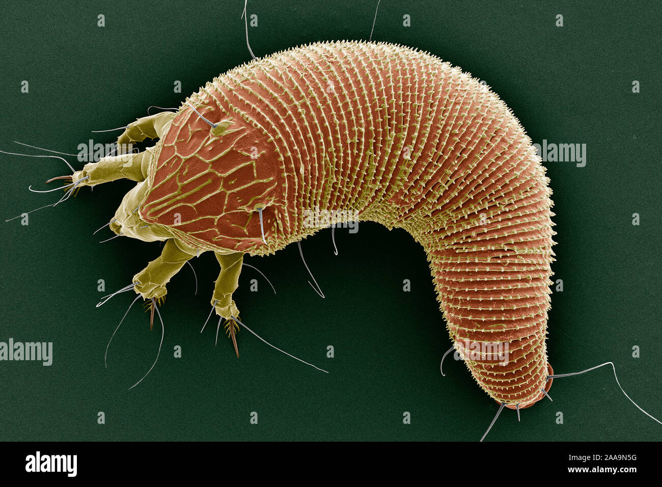 An extremely small, wormlike mite, the rose bud mite, Phyllocoptes fructiphilus, carries the rose rosette virus. Stock Photo
