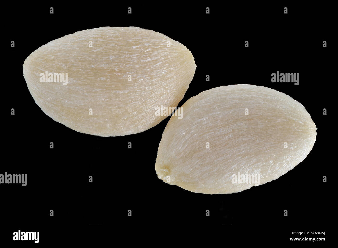 Symphoricarpos albus, Common snowberry, Schneebeere, seeds (stones), close up, 4-5 mm long Stock Photo