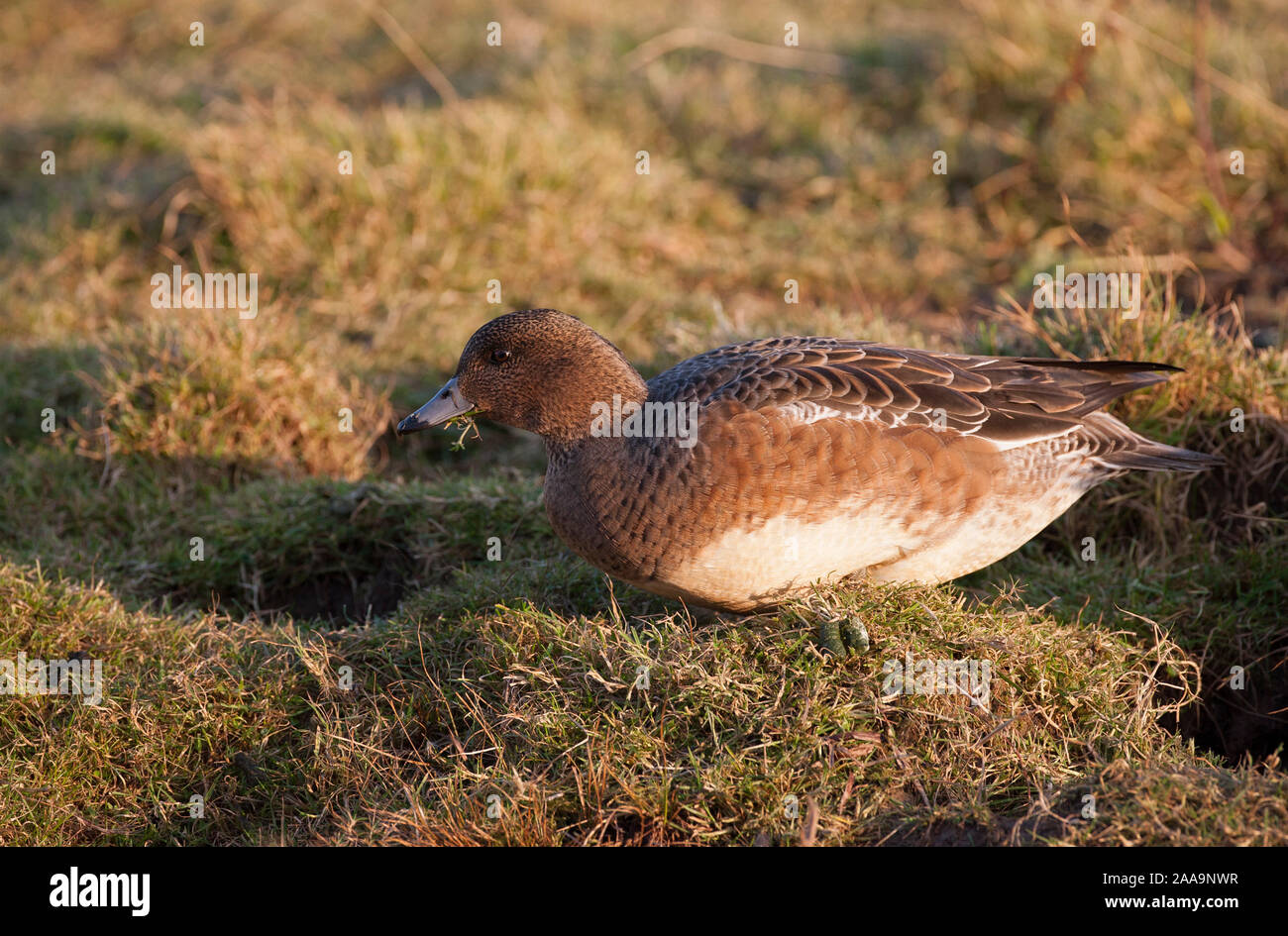 Wigeon, Anas penelope, single adult female feeding on grass.  Taken January.  Cley, Norfolk, UK. Stock Photo