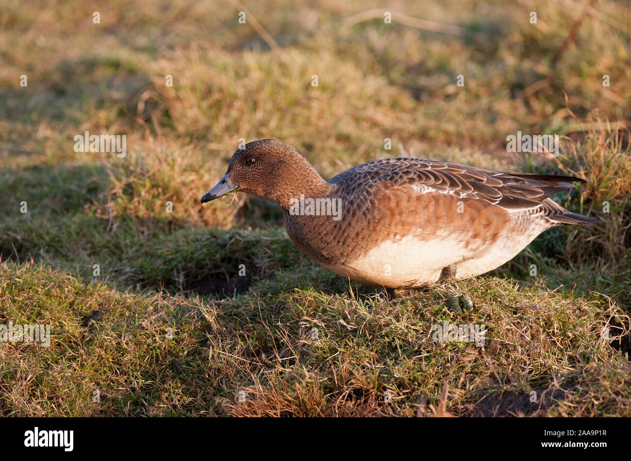 Wigeon, Anas penelope, single adult female feeding on grass.  Taken January.  Cley, Norfolk, UK. Stock Photo