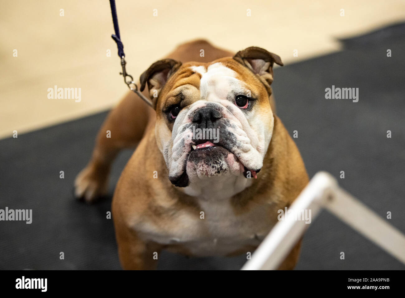 English Bulldog in the show ring looking up at her handler Stock Photo
