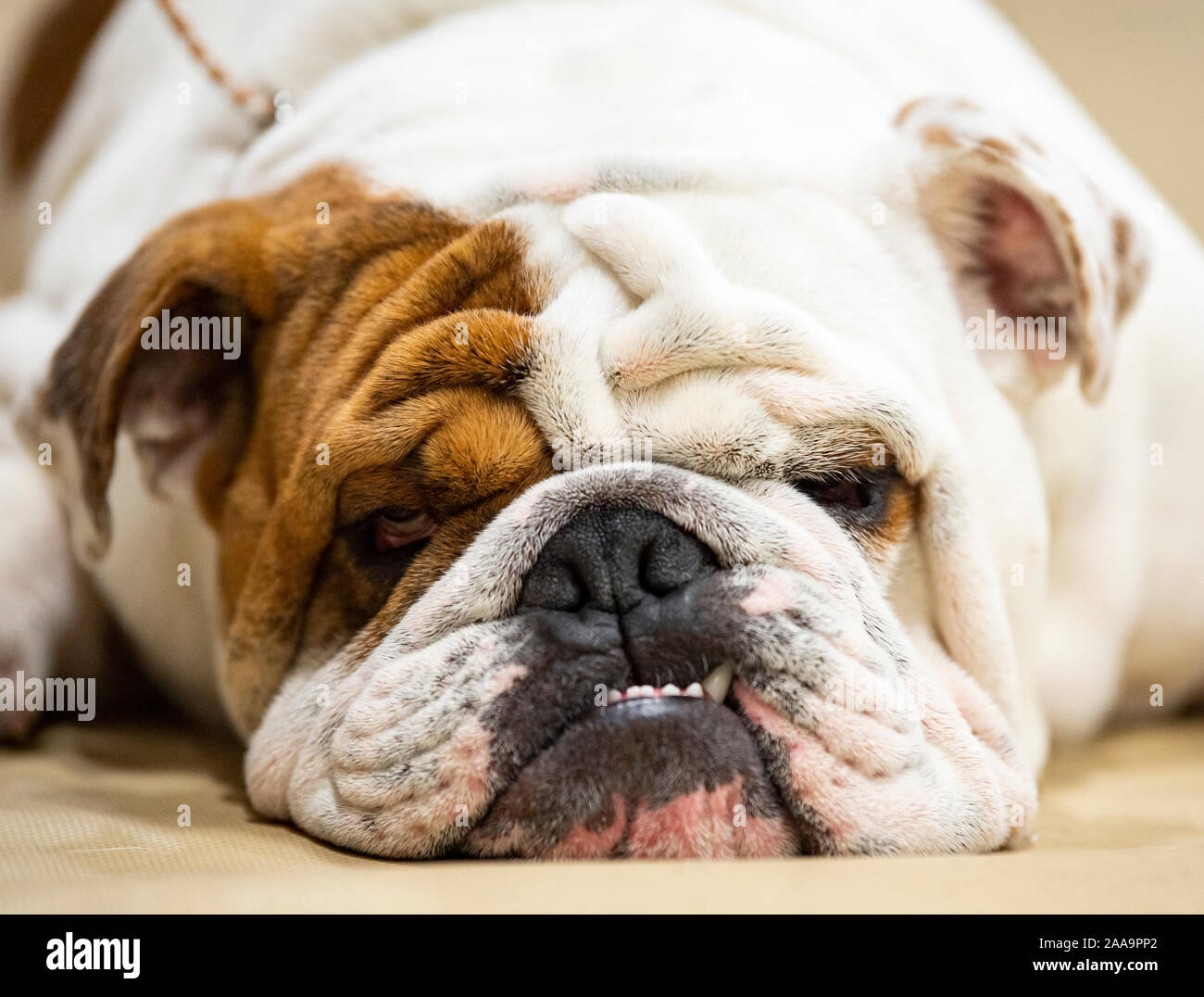 English Bulldog close up of his face while lying down Stock Photo