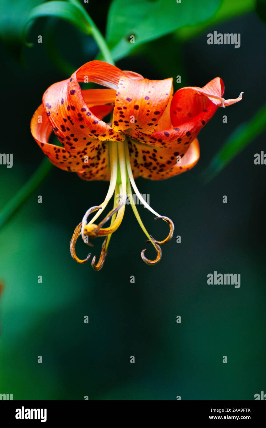 Lilies with bulbs that are blooming in the springtime. Stock Photo