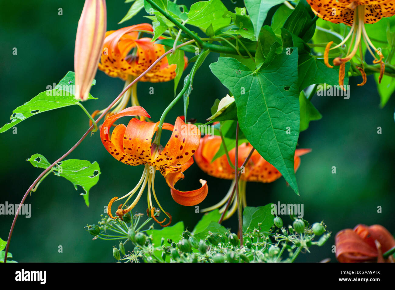 Lilies with bulbs that are blooming in the springtime. Stock Photo