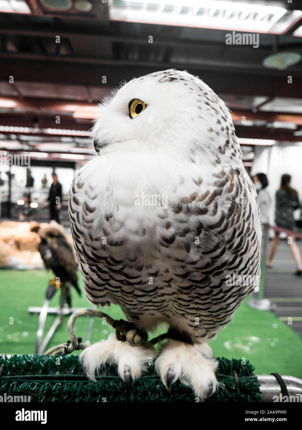 white owl pet