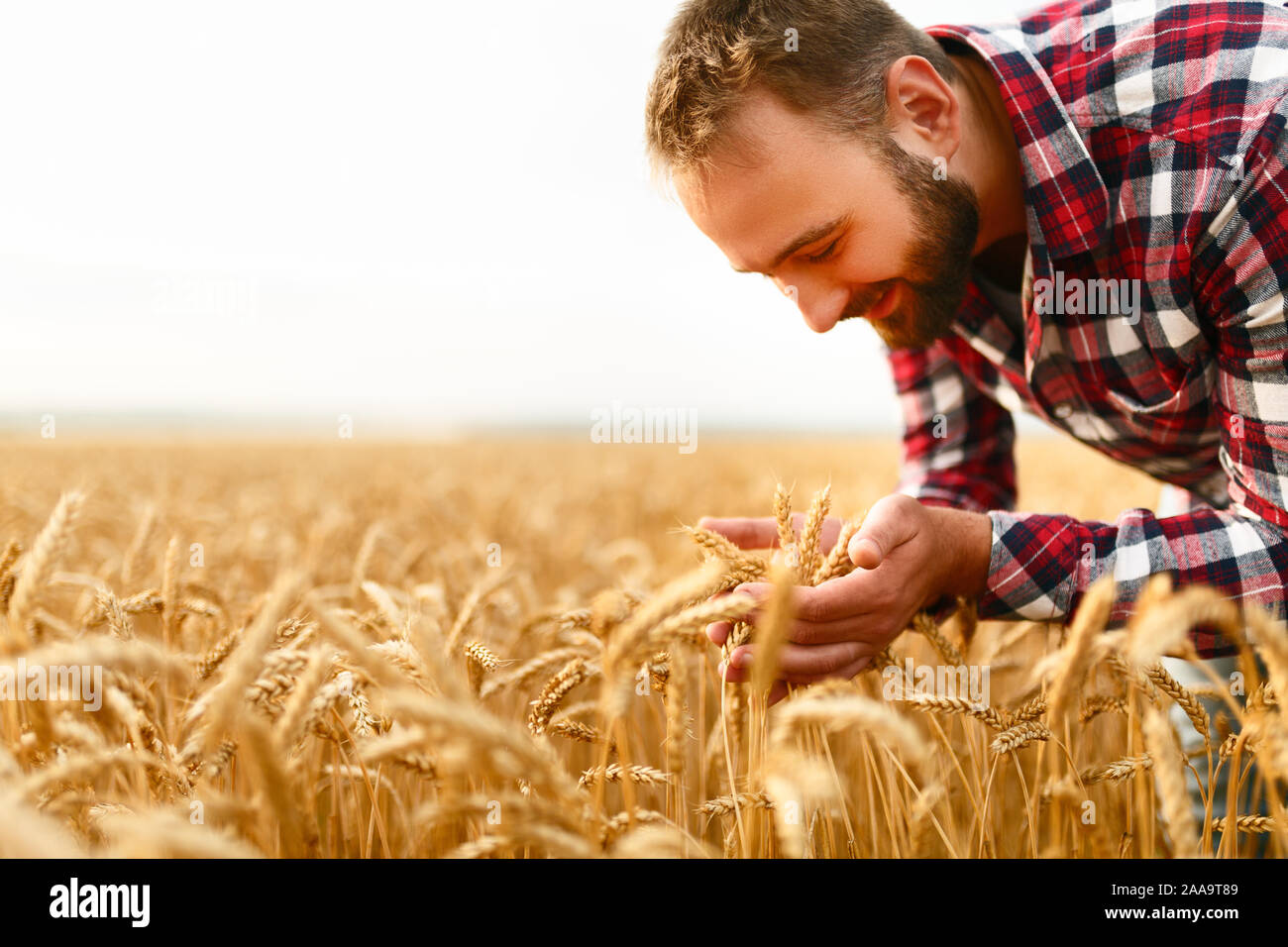 ржаное поле. хлебные поля алтая. пшеничные поля в сша. пилоты пшеничное поле. счастливый фермер в поле пшеницы.