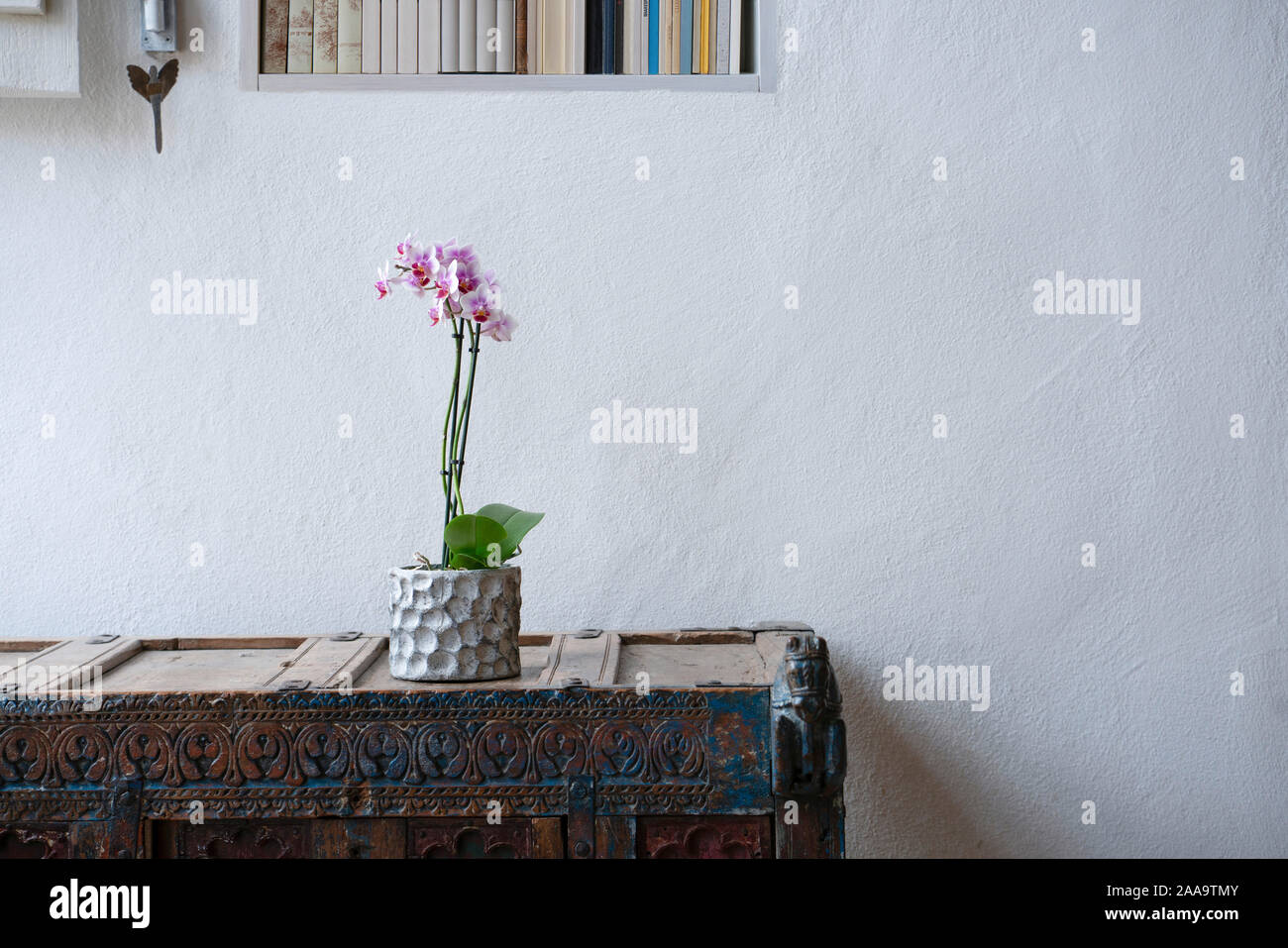 Orchid in a pot on a wooden rustic stylish cabinet in front of a white wall with bookcase Stock Photo