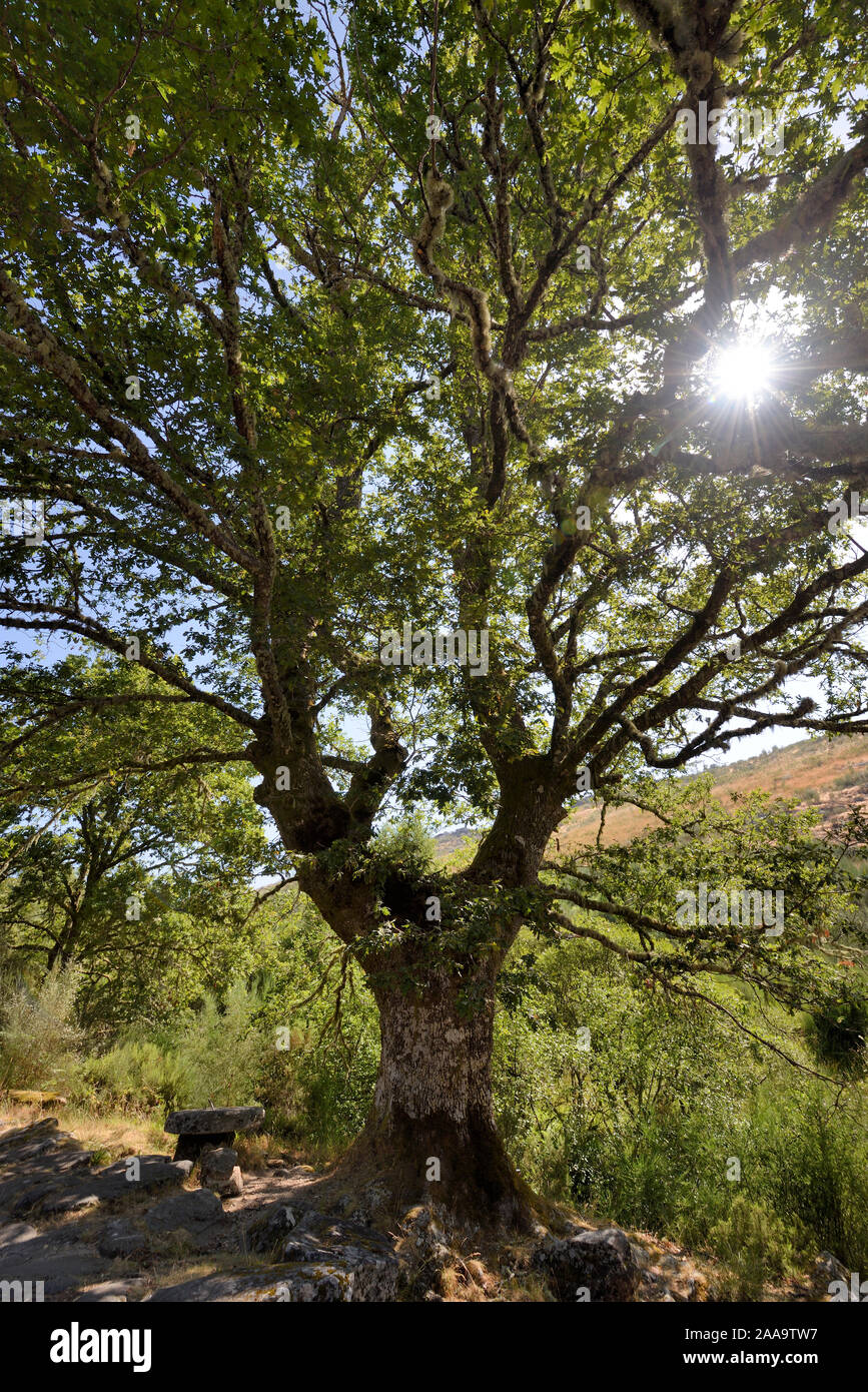 Sacred oak at the Monastery of Santa Maria das Junias. Peneda Geres National Park, Portugal Stock Photo