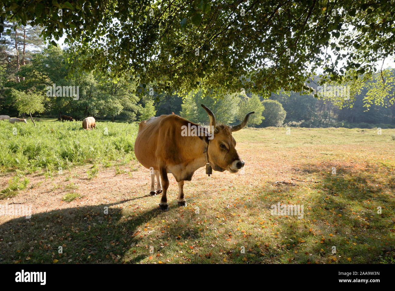 A barrosa cow beneath the shadow of birch trees. Peneda Geres National Park. Portugal Stock Photo