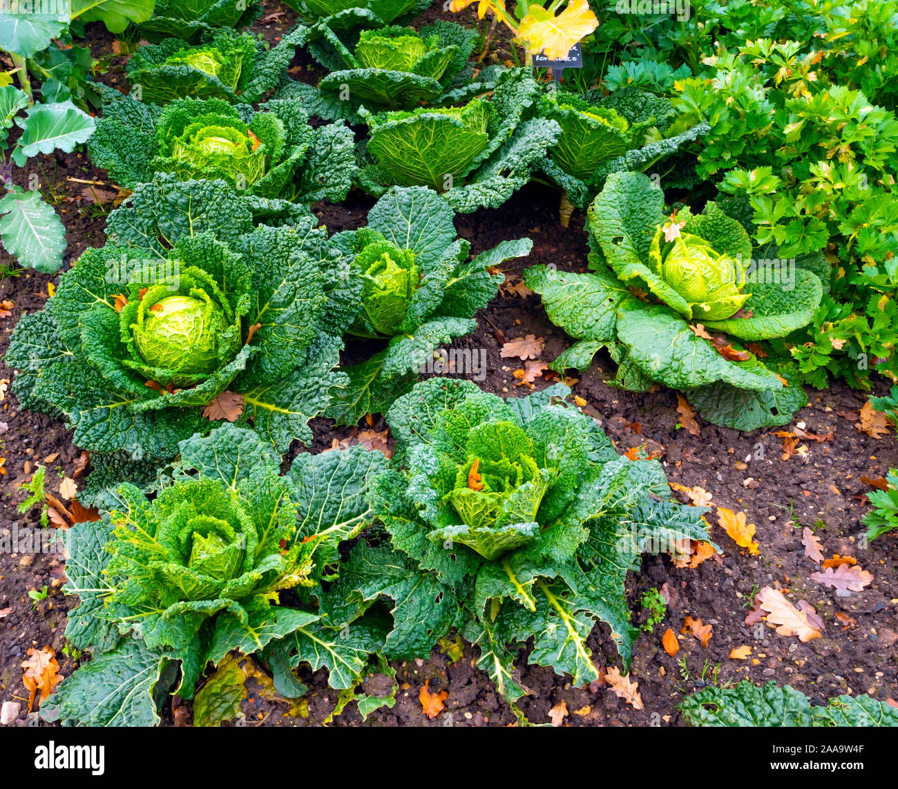 Savoy Cabbages growing in the Edible Garden at the Walled Rose Garden