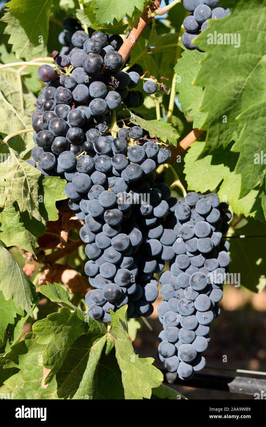 Aragonês grape variety to make red wine. Alentejo, Portugal Stock Photo
