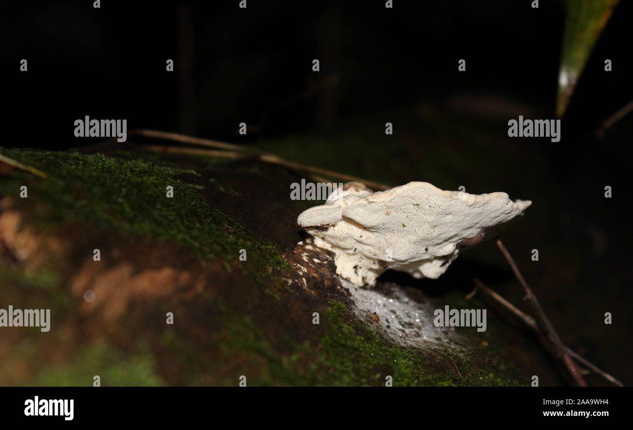 White mushroom growing on the side of a log in the forest. Stock Photo