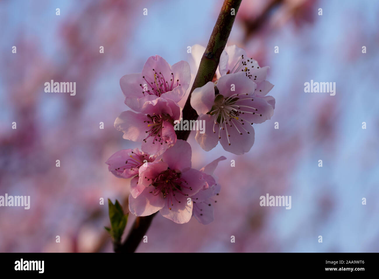 peach blossom Stock Photo