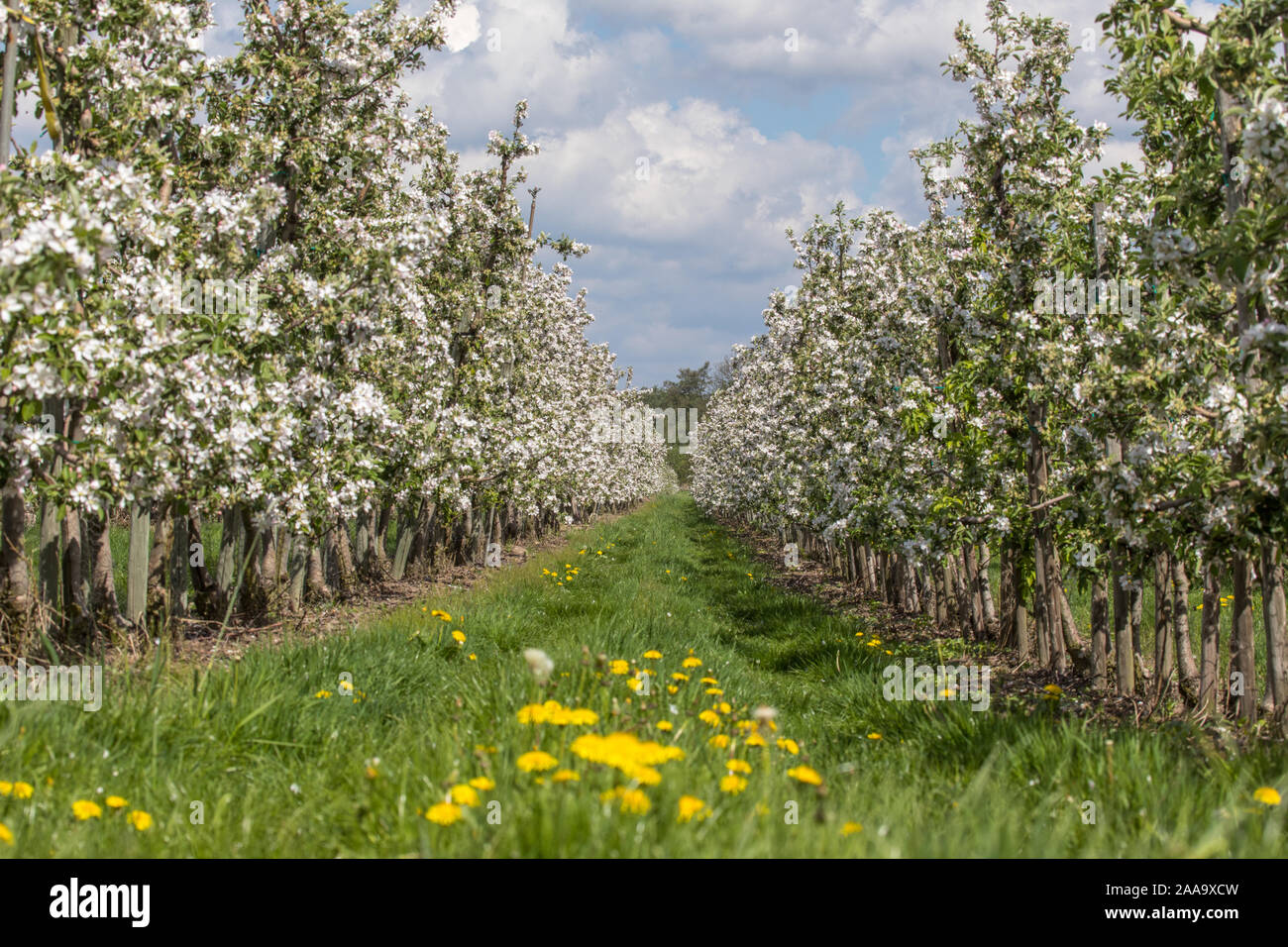 Apfelblüte im alten Land Stock Photo