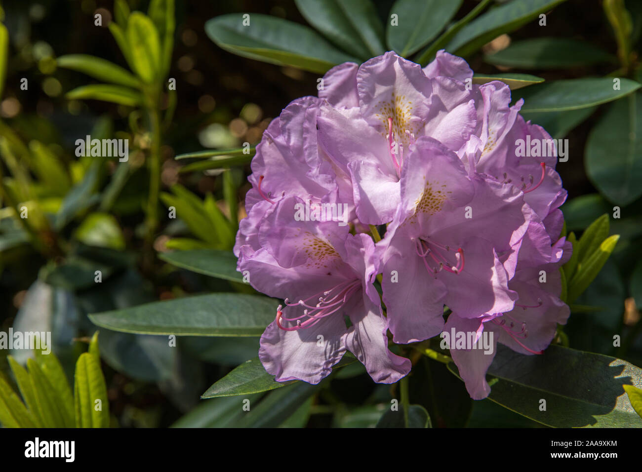 Egelsbach hi-res stock photography and images - Alamy