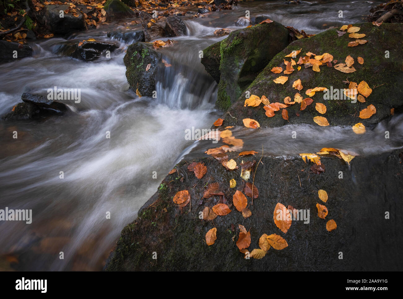 Autumnal landscape, fallen golden colour /color autumn leaves on rocks beside a fast moving stream or river Stock Photo