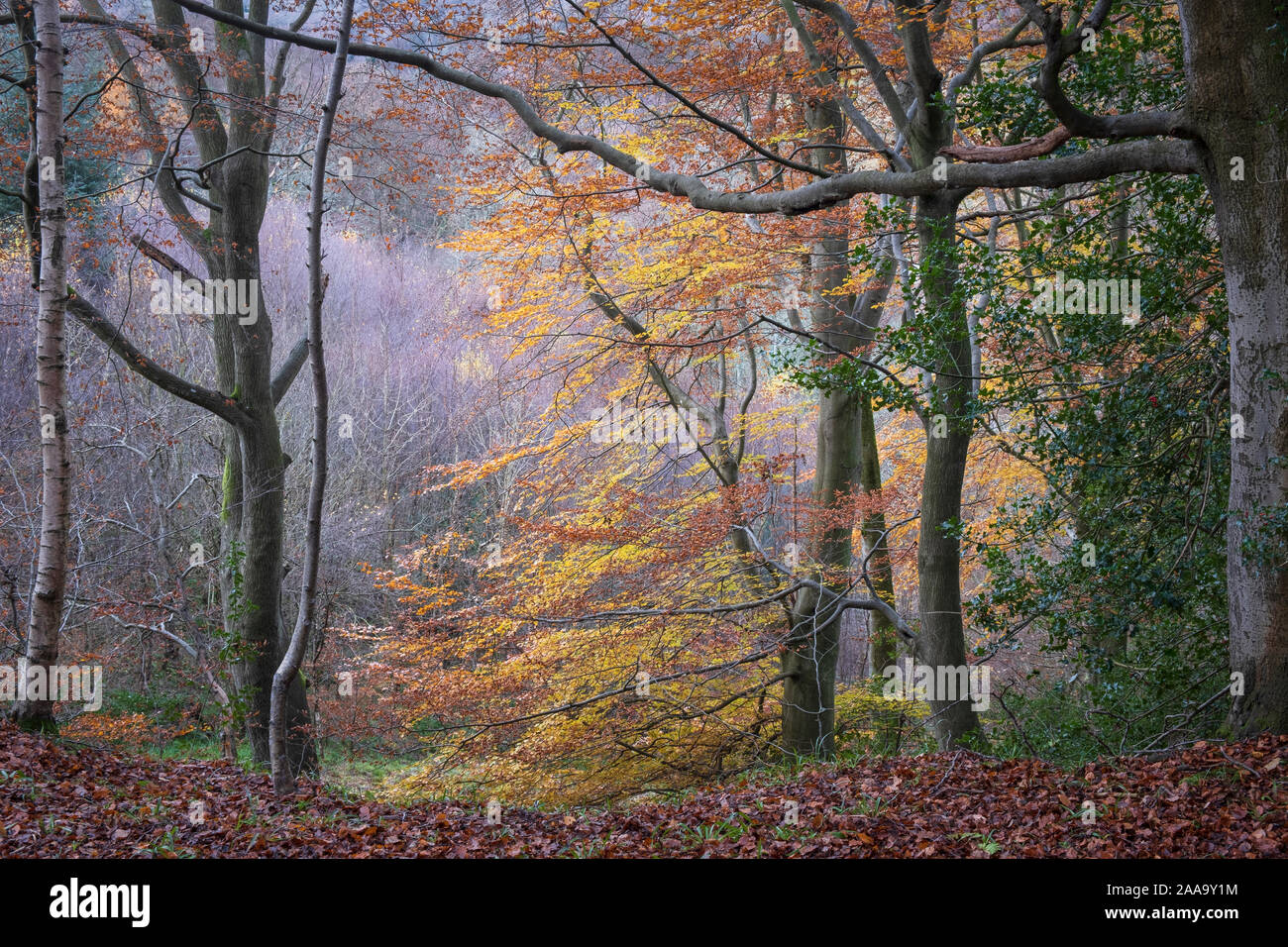 Autumnal forest landscape, autumn colours of the foliage of deciduous trees in  woodland  in English countryside near Allensford in County Durham Stock Photo