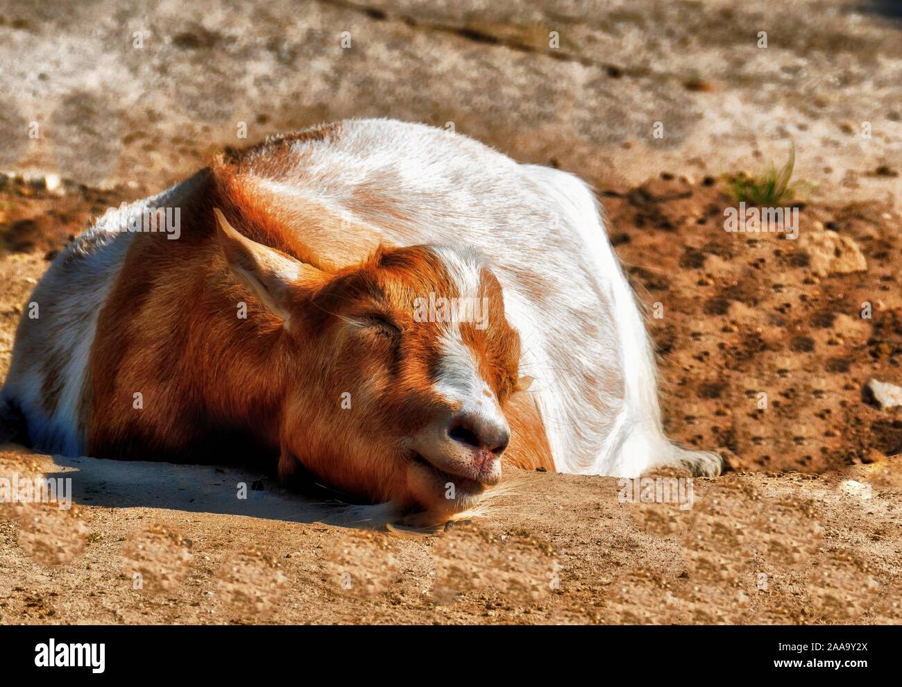 Goat sleeps in brown sand Stock Photo Alamy